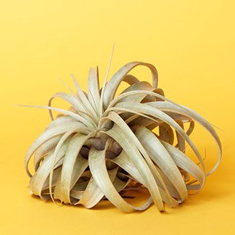 Air plants